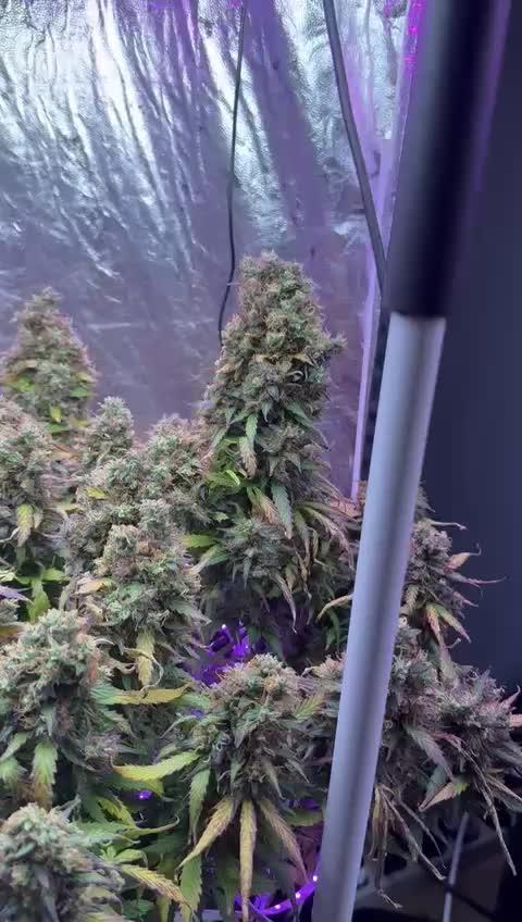Purple Punch Auto - Genetic Mutation