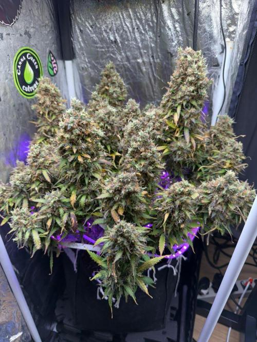 Purple Punch Auto - Genetic Mutation. Week 11