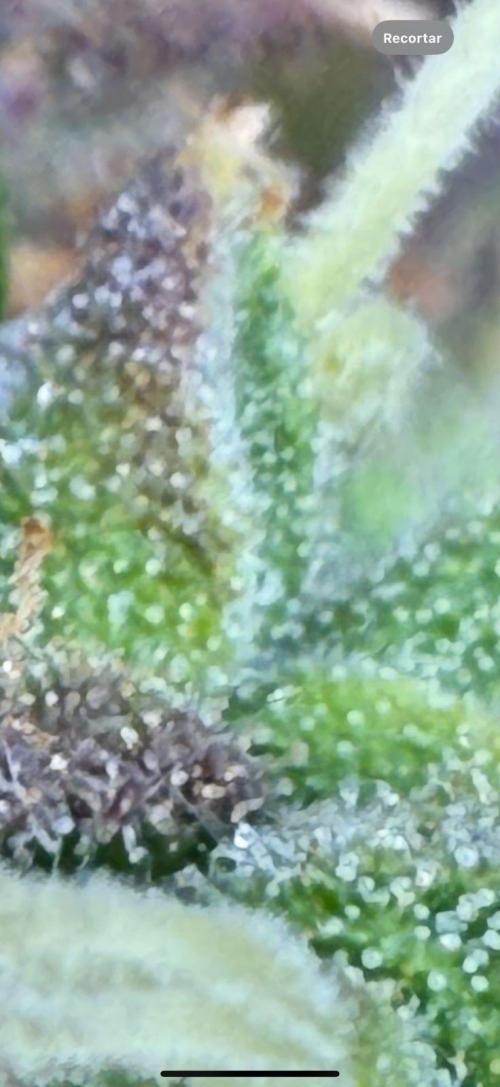 Purple Punch Auto - Genetic Mutation. Week 11