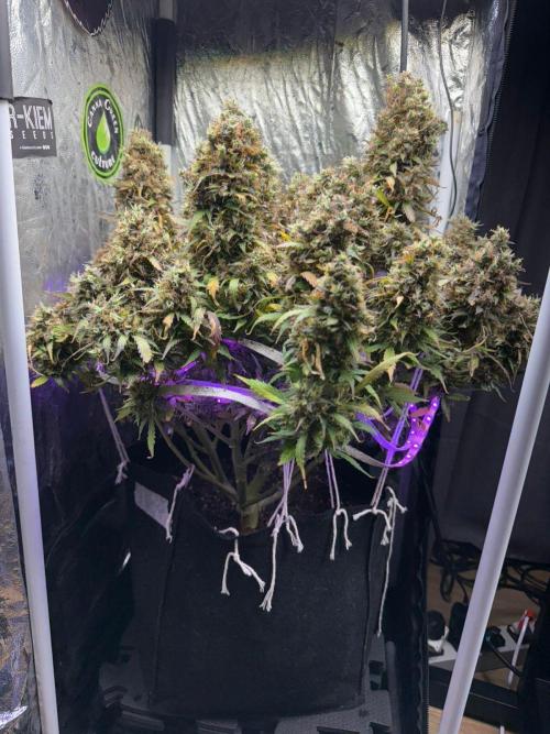 Purple Punch Auto - Genetic Mutation. Week 11