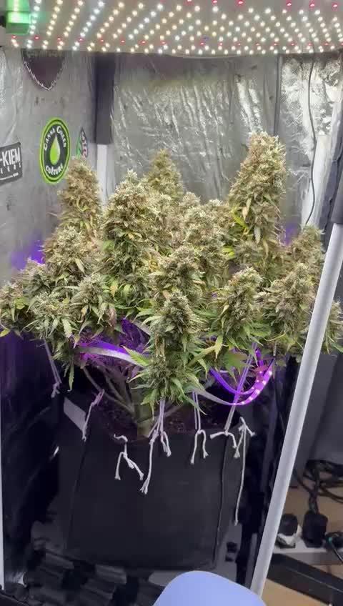 Purple Punch Auto - Genetic Mutation