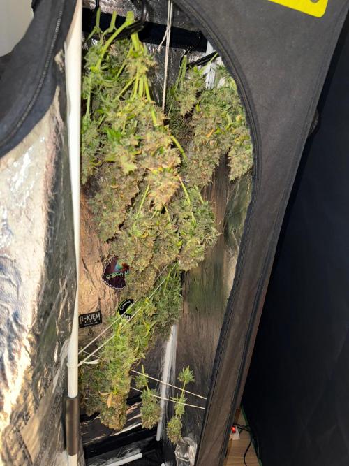 Purple Punch Auto - Genetic Mutation. Week 12