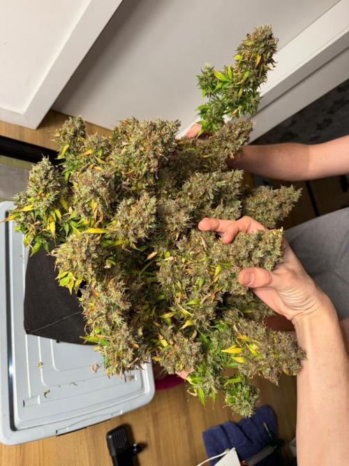 Purple Punch Auto - Genetic Mutation. Week 12