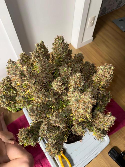 Purple Punch Auto - Genetic Mutation. Week 12