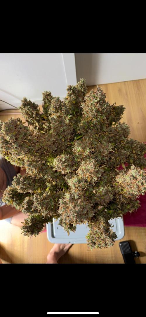 Purple Punch Auto - Genetic Mutation. Week 12