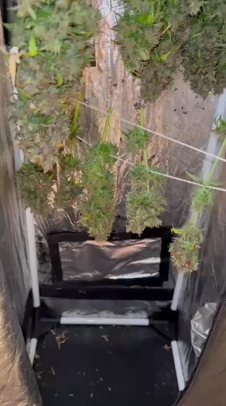 Purple Punch Auto - Genetic Mutation