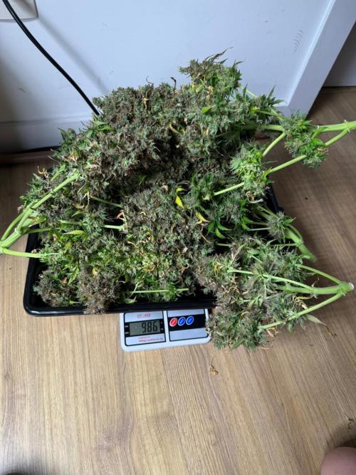 Purple Punch Auto - Genetic Mutation. Week 12