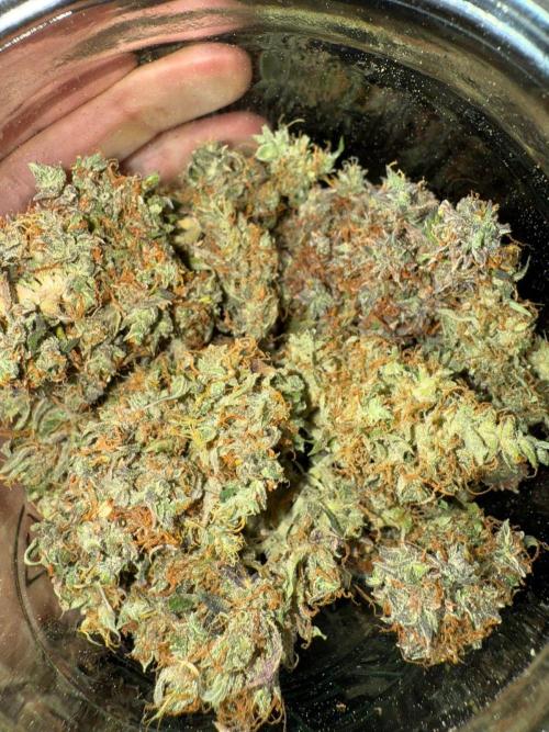 Purple Punch Auto - Genetic Mutation. Week 12