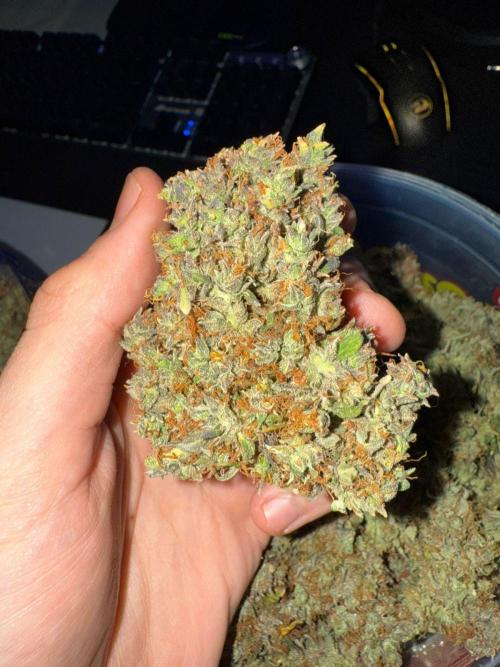 Purple Punch Auto - Genetic Mutation. Week 12