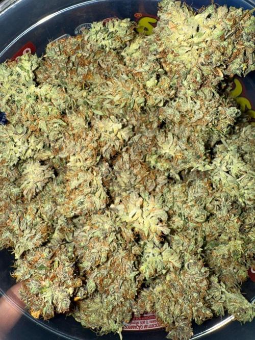 Purple Punch Auto - Genetic Mutation. Week 12