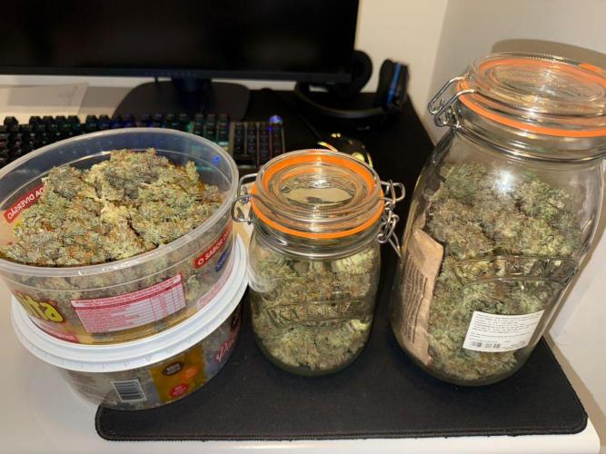 Purple Punch Auto - Genetic Mutation. Week 12