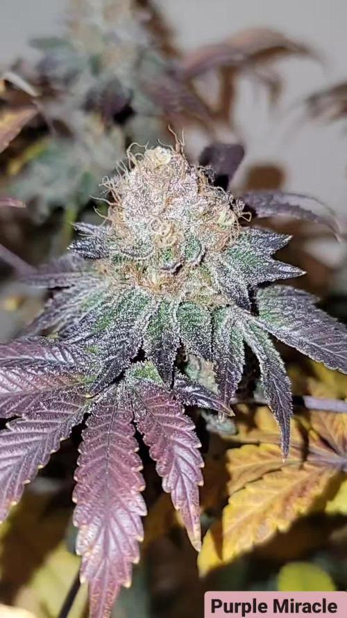 Purple Miracle