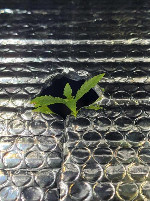 Gelato Hunt. Week 1