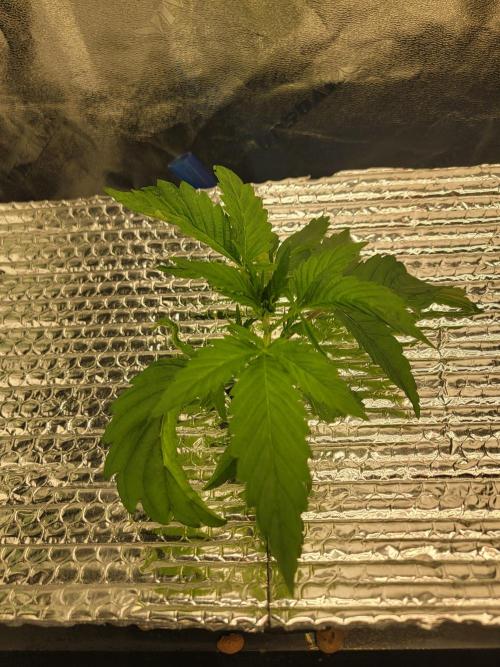 Gelato Hunt. Week 3 - #2