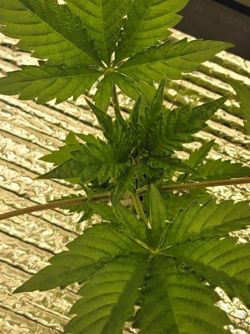 Gelato Hunt. Week 3 - #1