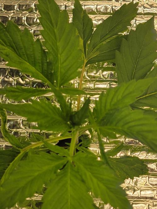 Gelato Hunt. Week 3