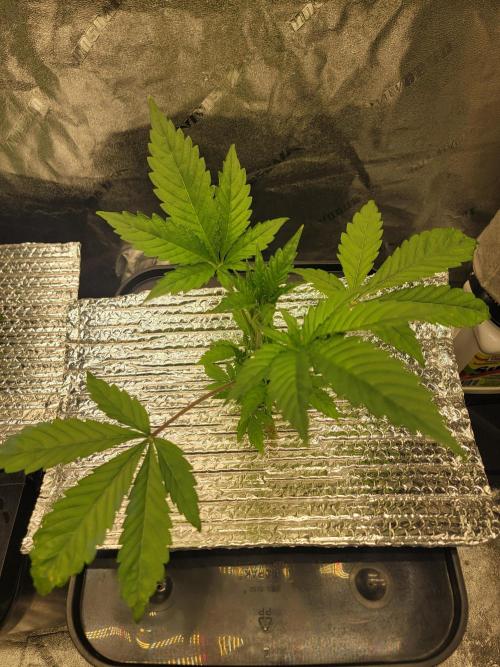 Gelato Hunt. Week 3 - #1