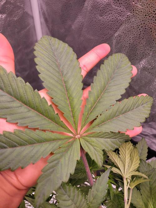 Gelato Hunt. Week 4