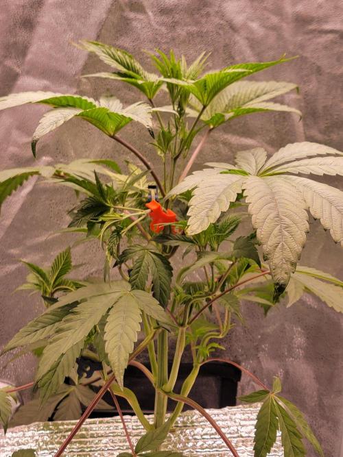 Gelato Hunt. Week 4