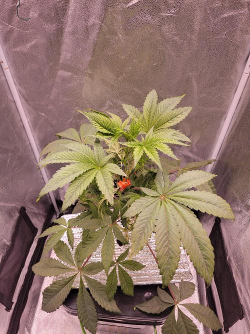 Gelato Hunt. Week 4