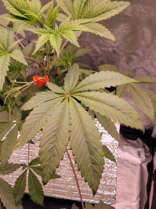 Gelato Hunt. Week 4