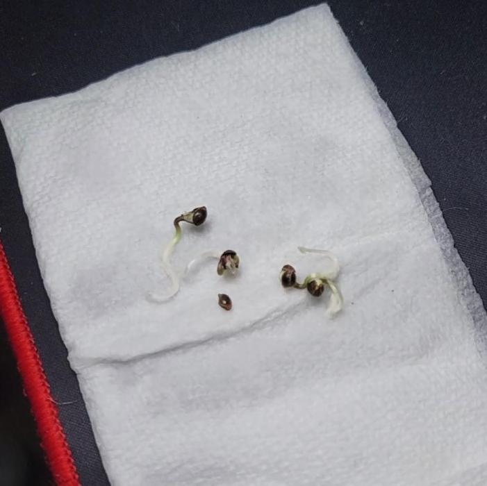 Biofilm - VibeZero Genetics. Week 0