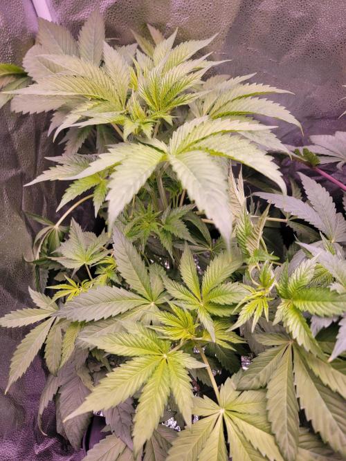 Gelato Hunt. Week 5