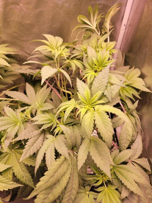 Gelato Hunt. Week 5