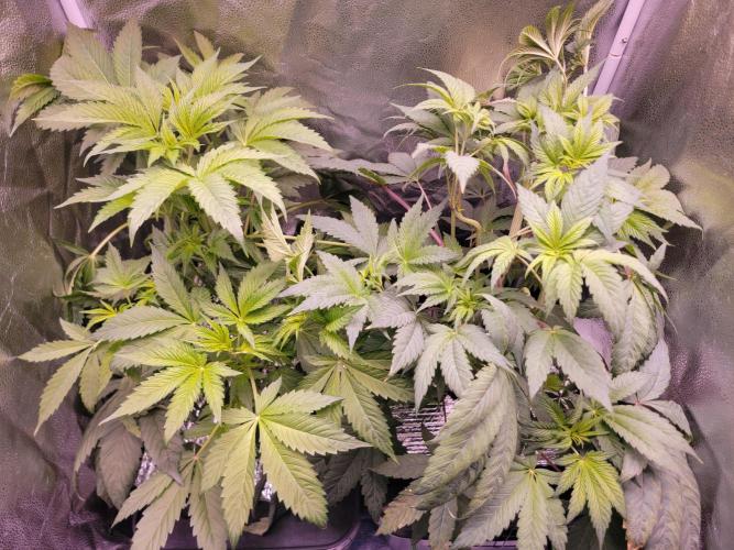 Gelato Hunt. Week 5