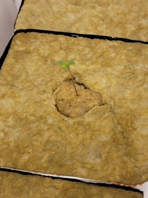 Krazy Fruit - VibeZero Genetics. Week 1