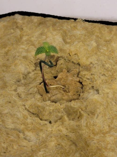 Krazy Fruit - VibeZero Genetics. Week 1