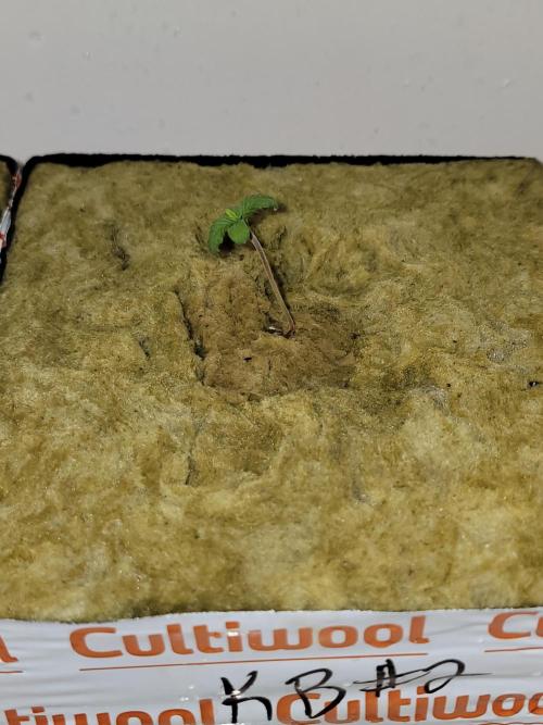 Krazy Blue - VibeZero Genetics. Week 1