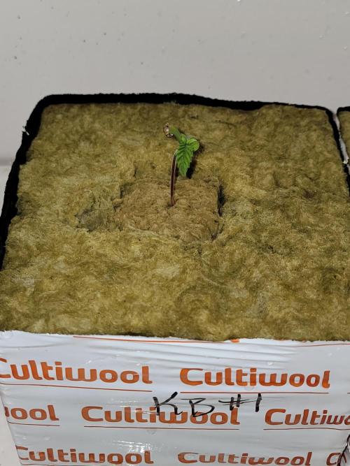 Krazy Blue - VibeZero Genetics. Week 1