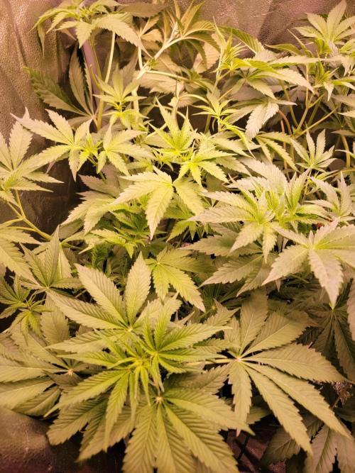 Gelato Hunt. Week 6