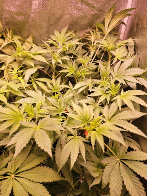 Gelato Hunt. Week 6