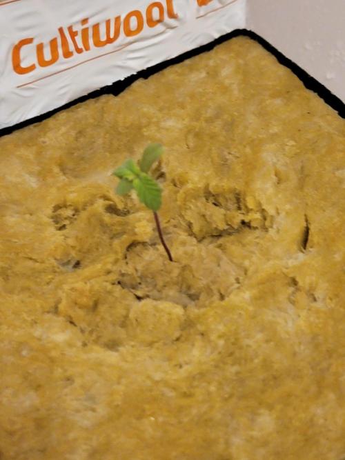 Biofilm - VibeZero Genetics. Week 1