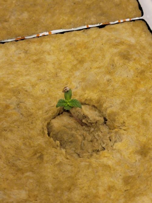 Biofilm - VibeZero Genetics. Week 1