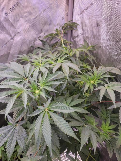 Gelato Hunt. Week 7 - #1