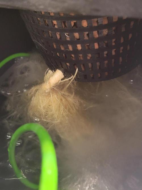 Gelato Hunt. Week 7 - #2