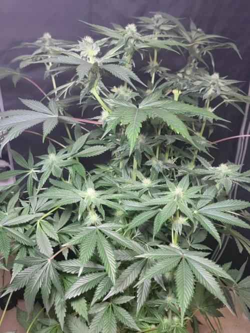 Gelato Hunt. Week 8