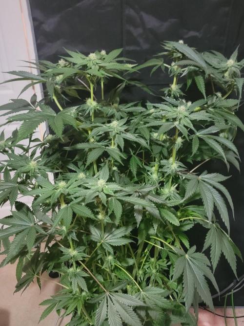 Gelato Hunt. Week 8