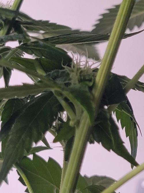 Gelato Hunt. Week 8