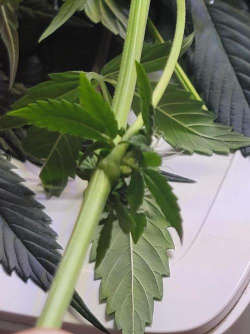 Gelato Hunt. Week 8