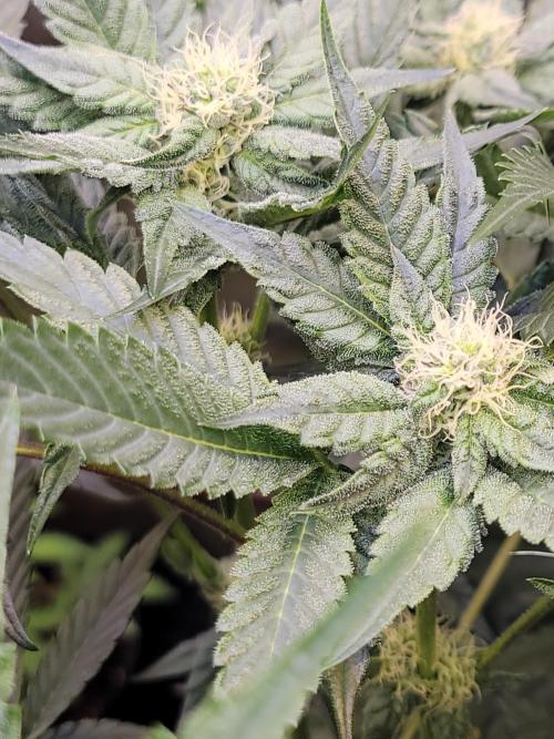 Gelato Hunt. Week 8 - #1 plant 