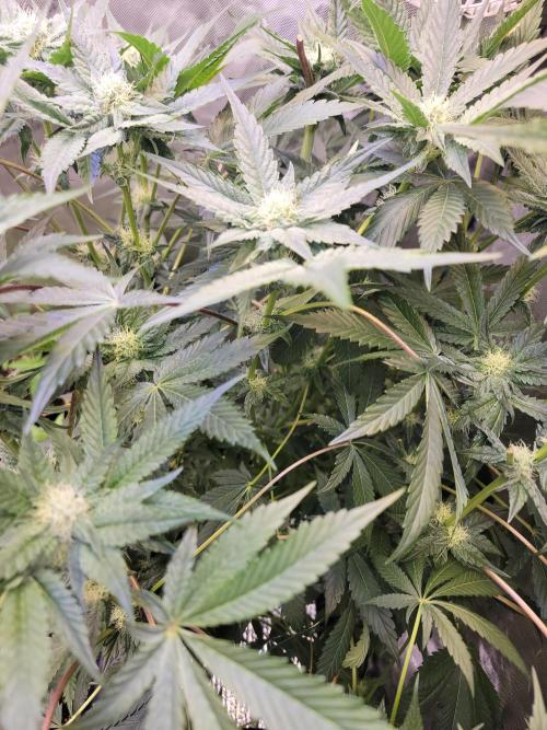 Bacio x Guava . Week 8
