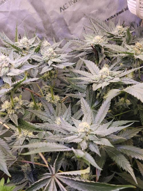 Gelato Hunt. Week 9