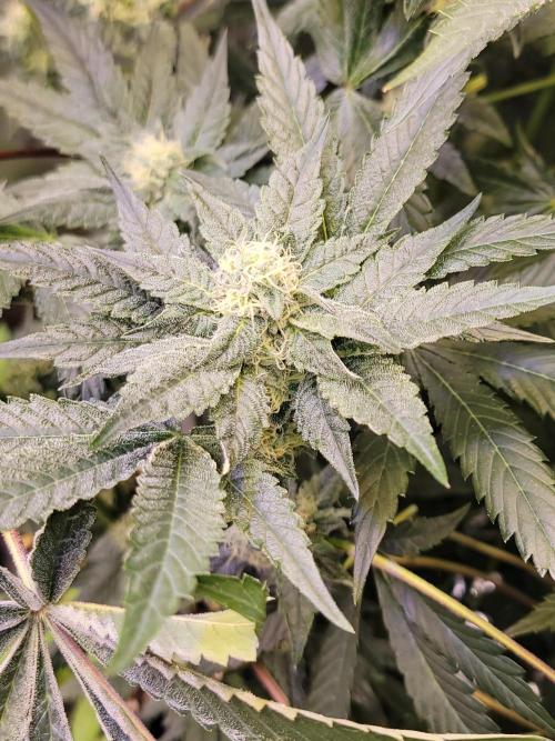 Gelato Hunt. Week 9