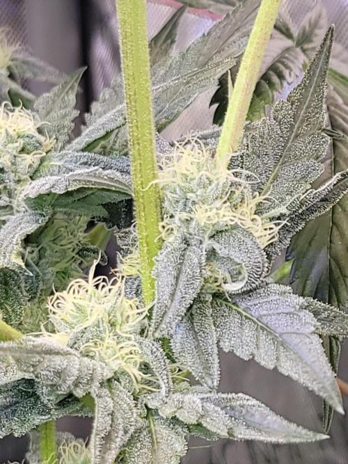 Gelato Hunt. Week 9