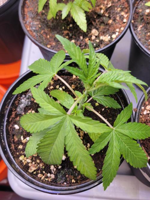 Blue Joker - VibeZero Genetics. Week 3