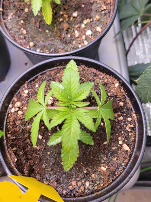 Blue Joker - VibeZero Genetics. Week 3